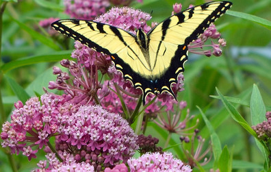 La Journée de l'environnement est de retour à Montmagny!