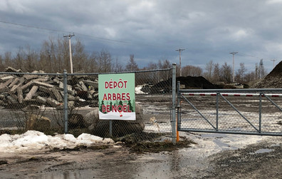 Récupération des arbres de Noël