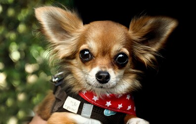 Licence pour chiens 2023: C'est le moment de se la procurer ou de la renouveler