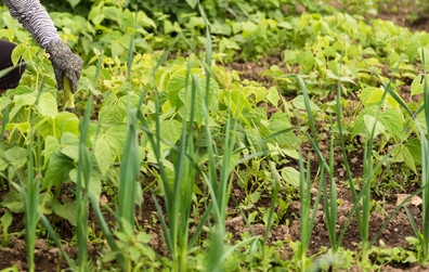 Parcelles de terre et jardinières à louer aux jardins communautaires de Montmagny